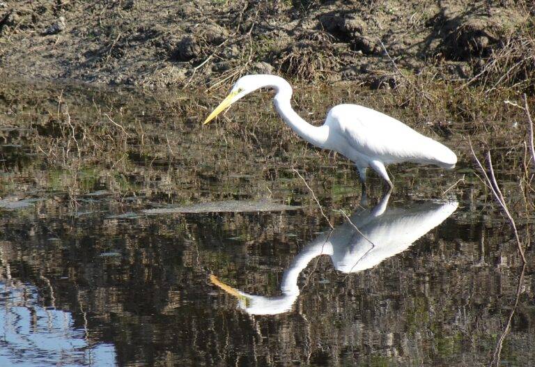 The Role of Political Speechwriters in Political Campaigns