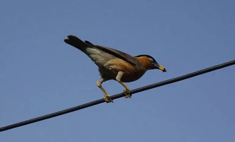 The Role of Political Fundraising in Local Elections