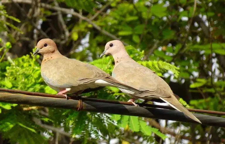 Election Results and Their Impact on Local Policy