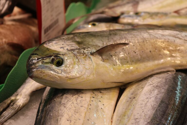 The Evolution of Retail Loyalty Programs: Trends in Rewards and Benefits